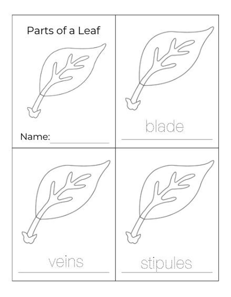 Parts of a Leaf - Montessori 3-part-cards - Etsy Canada