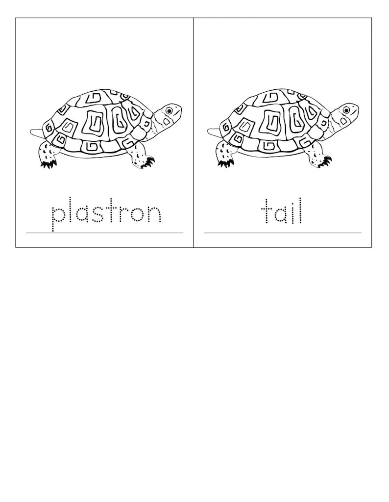 Parts of Turtle - Montessori 3-part-cards - Etsy