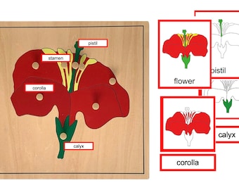 Parti di un fiore-Carte Montessori in 3 parti