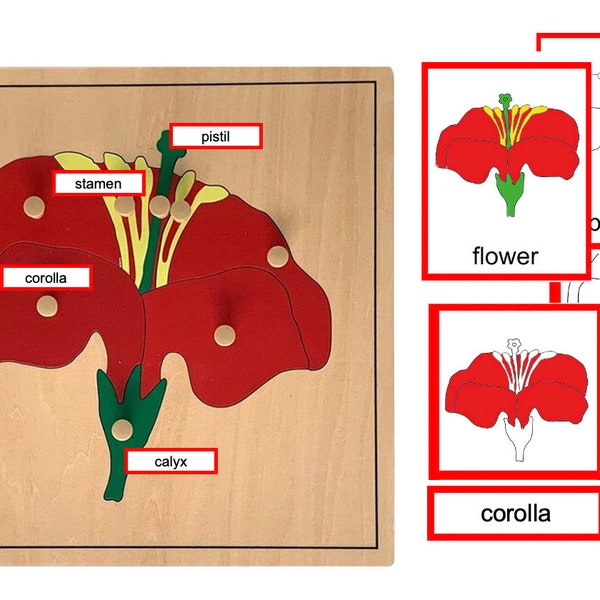 Parties d'une fleur-Montessori Cartes en 3 parties