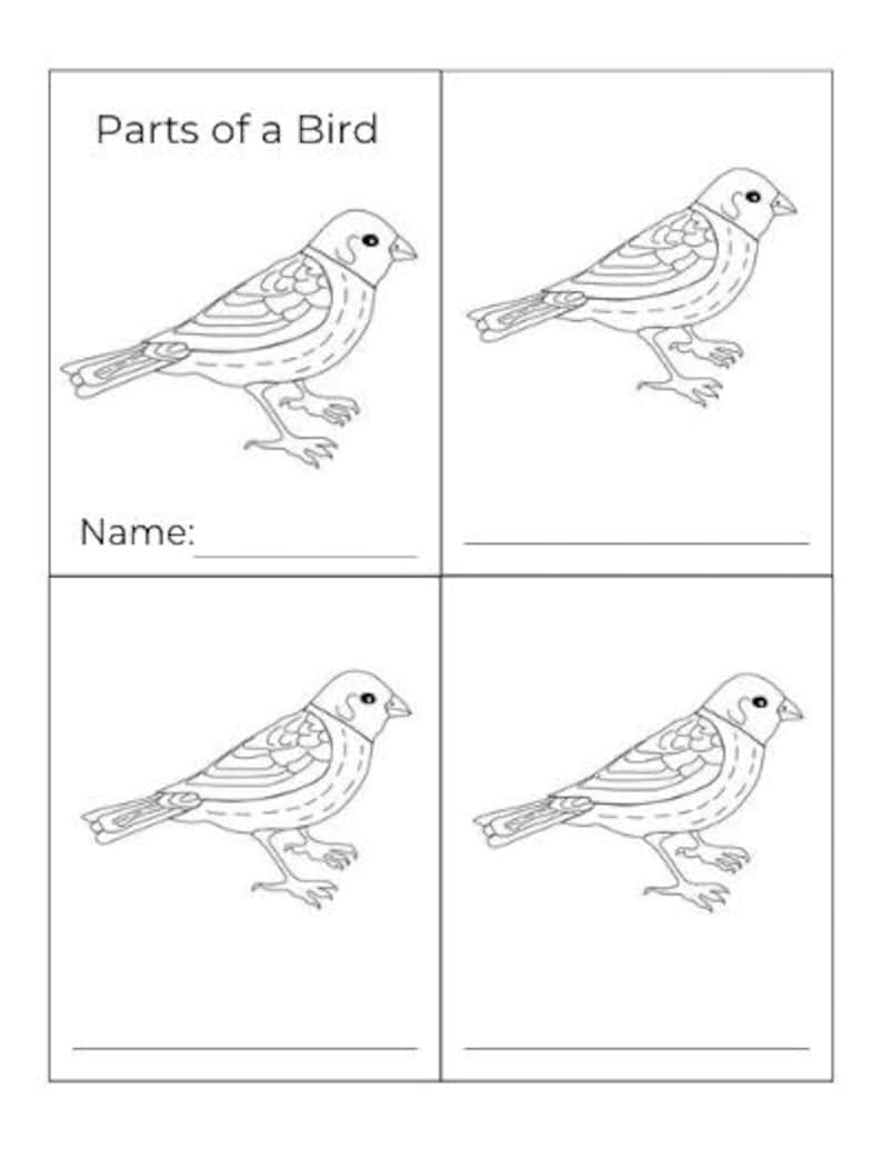 Parts of a Bird - Montessori 3-part-cards - Etsy
