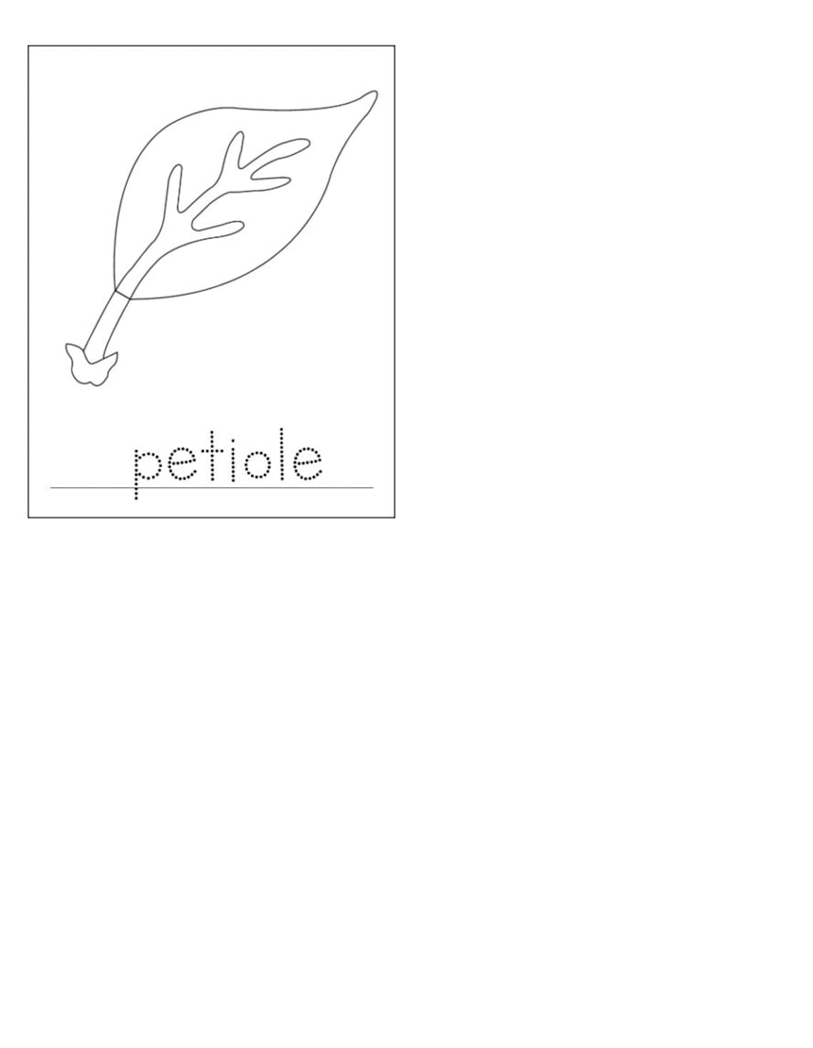 Parts of a Leaf - Montessori 3-part-cards - Etsy Canada