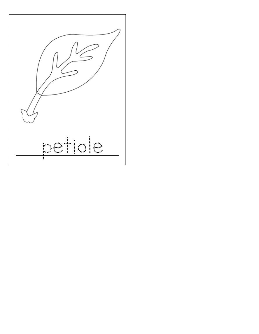 parts-of-a-leaf-montessori-3-part-cards-etsy