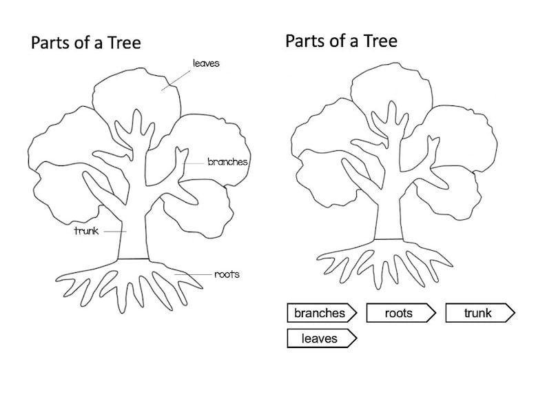Parts of a Tree Montessori 3partcards Etsy