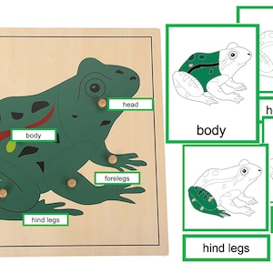 Parts of Frog - Montessori 3-Part-Cards