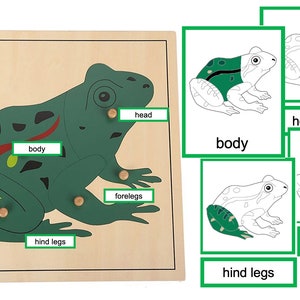 Parts of Frog - Montessori 3-Part-Cards