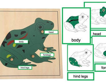 Partes de una rana - Tarjetas Montessori de 3 partes