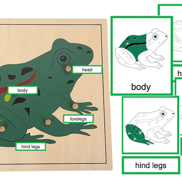 Parts of Frog - Montessori 3-Part-Cards
