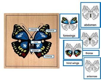 Parts of a Butterfly - Montessori 3-Part-Cards