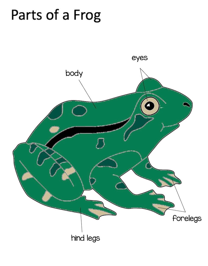parts-of-frog-montessori-3-part-cards-etsy