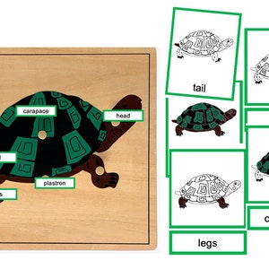 Partes da Tartaruga - Cartões Montessori de 3 Partes