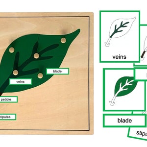 Teile eines Blattes - Montessori 3-teilige Karten