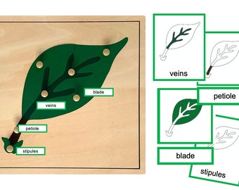 Partes de una hoja - Tarjetas Montessori de 3 partes