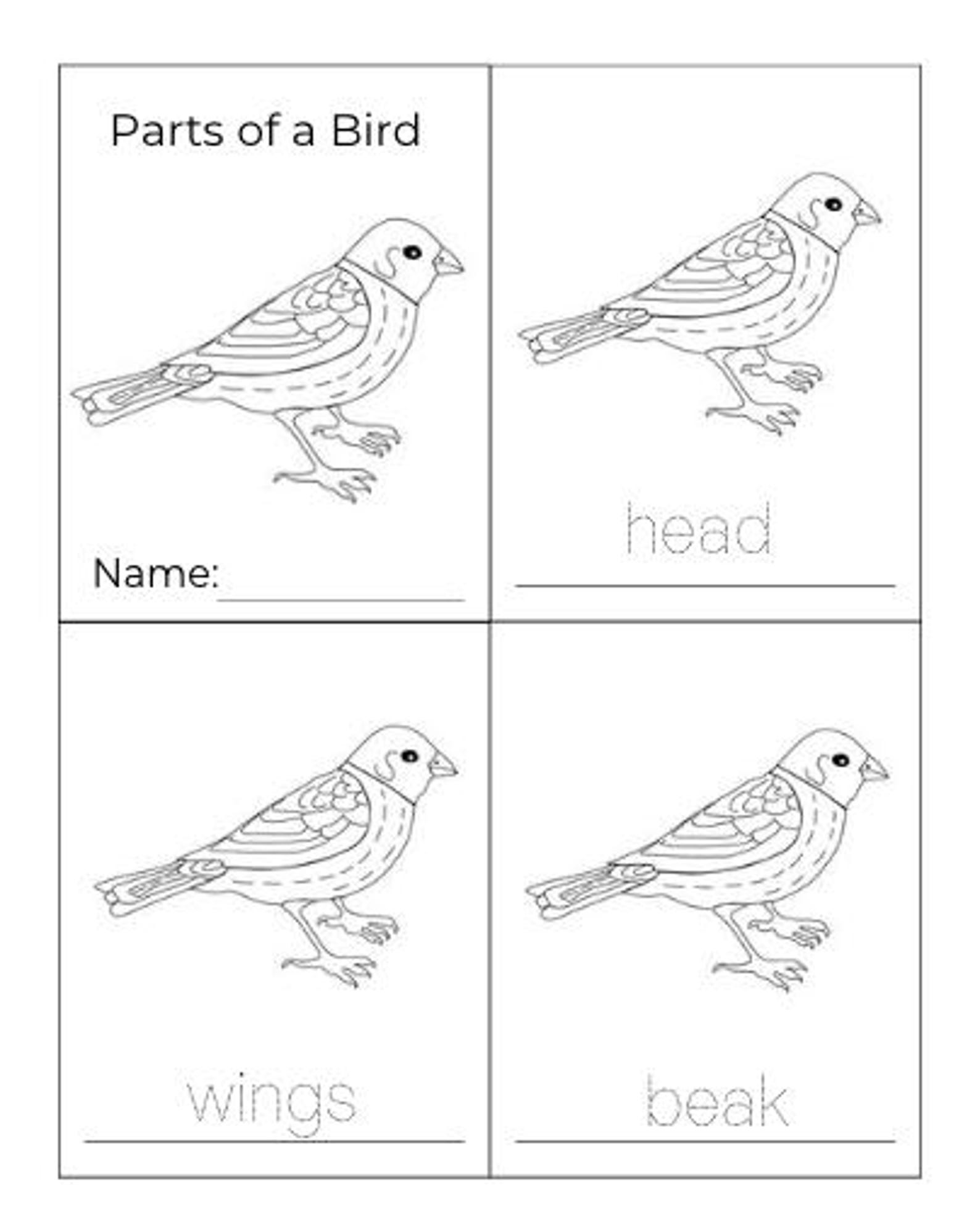 Parts of a Bird - Montessori 3-part-cards - Etsy