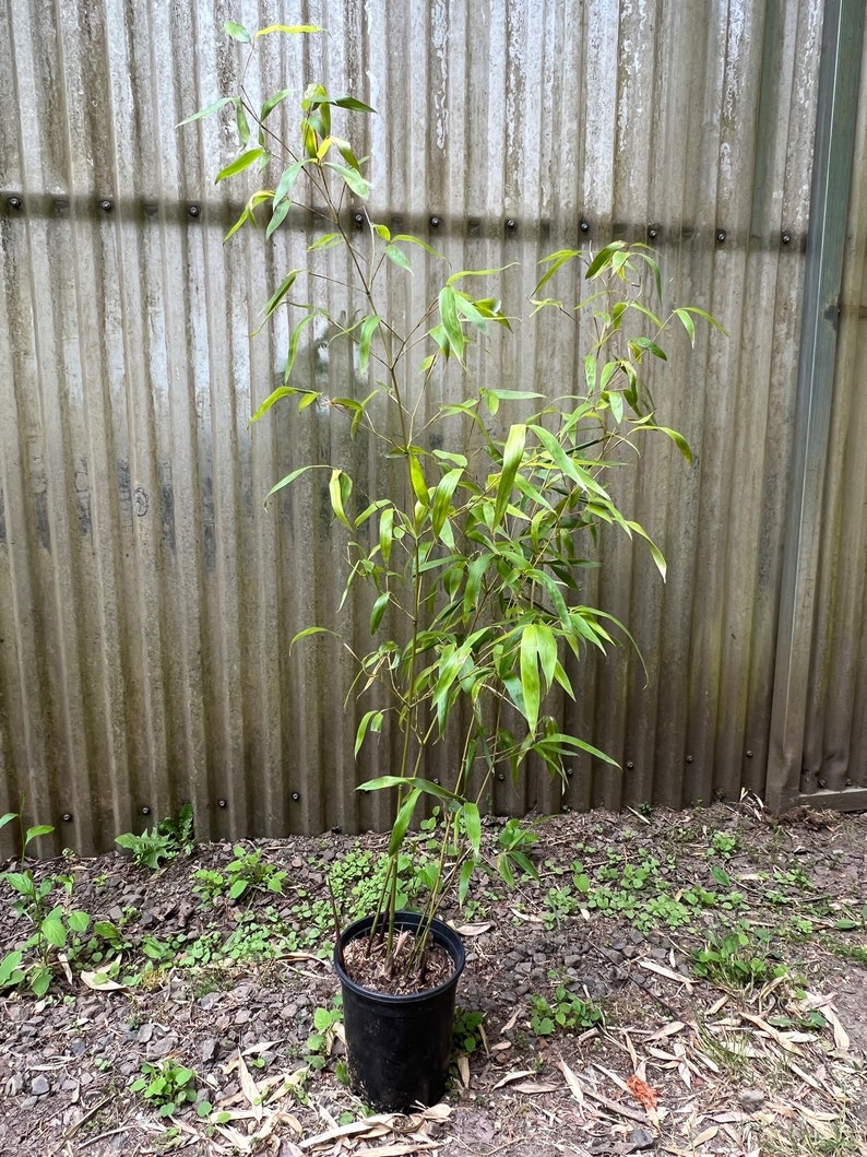 Phyllostachys Atrovaginata Incense Running Bamboo Etsy