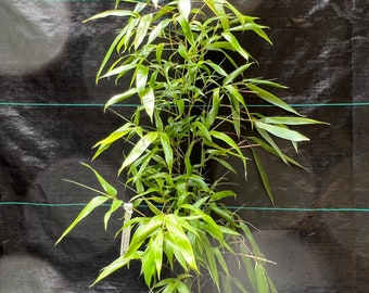 Phyllostachys vivax "Chinese Timber Bamboo"