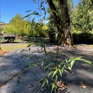 Phyllostachys bissetii Running Bamboo image 5