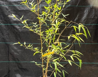 Phyllostachys aureosulcata 'Aureocaulis' Golden Crookstem Bamboo