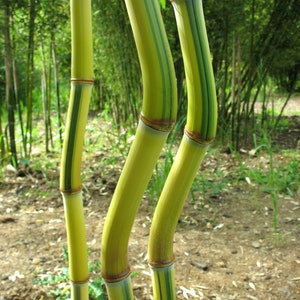 Phyllostachys aureosulcata 'Spectabilis' Running Bamboo image 2