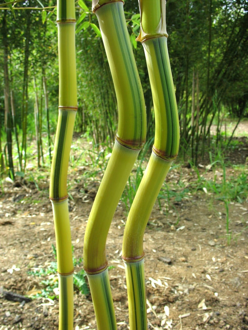 Phyllostachys aureosulcata 'Spectabilis' Running Bamboo image 2