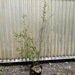 Phyllostachys aureosulcata 'Spectabilis' Running Bamboo 1 gal pot