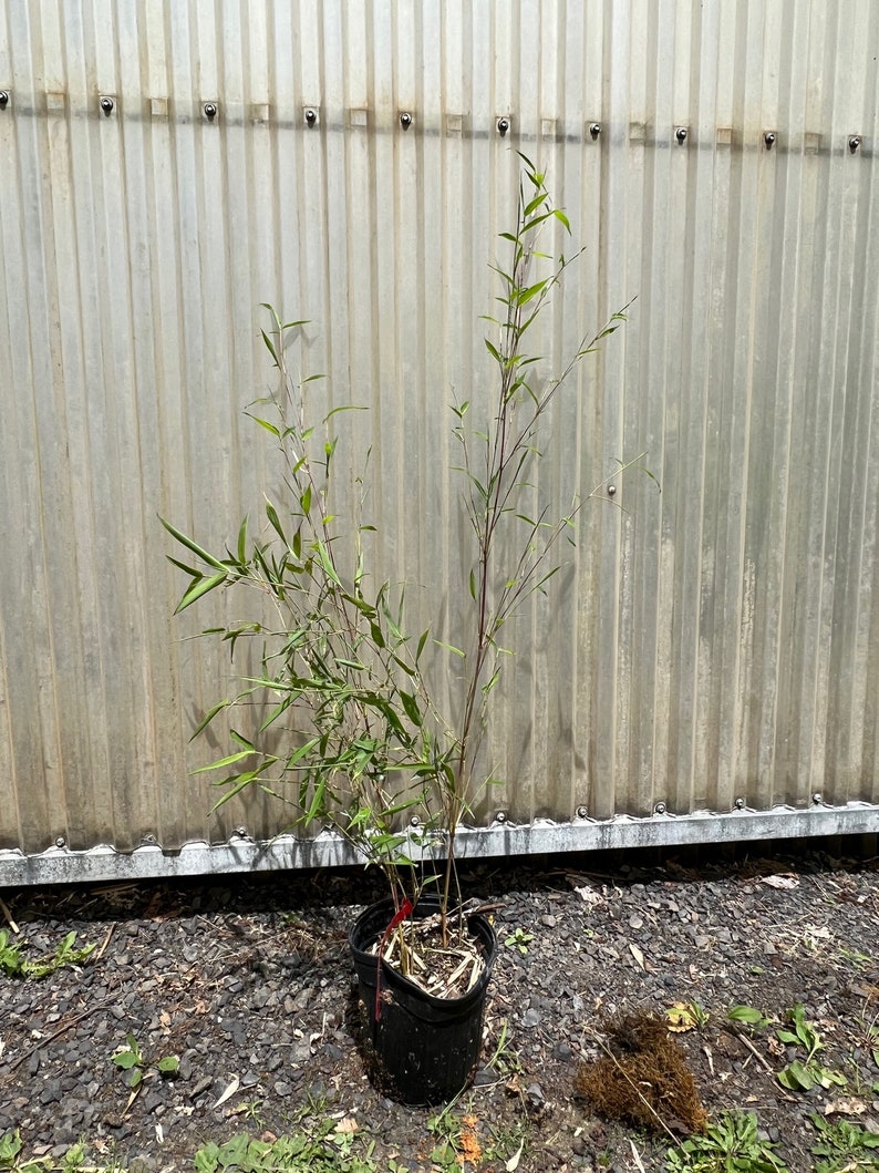 Phyllostachys aureosulcata 'Spectabilis' Running Bamboo 1 gal pot