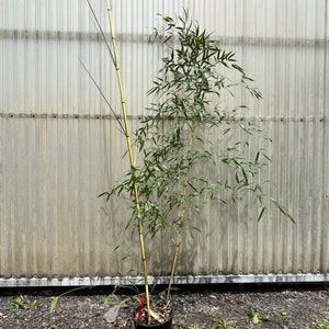 Phyllostachys aureosulcata 'Spectabilis' Running Bamboo 2 gal pot