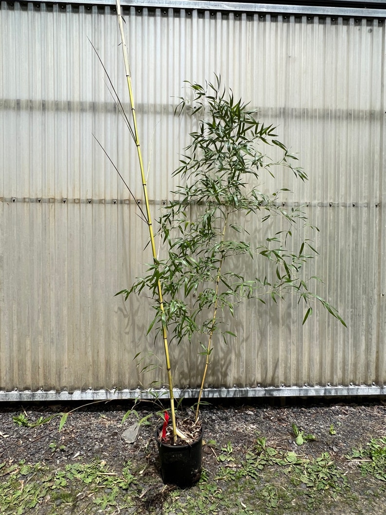 Phyllostachys aureosulcata 'Spectabilis' Running Bamboo 2 gal pot