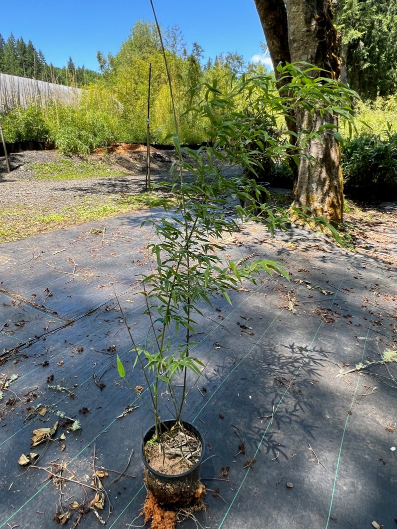 Phyllostachys bissetii Running Bamboo image 4