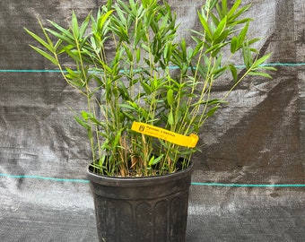 Pleioblastus distichus Dwarf Fernleaf Bamboo