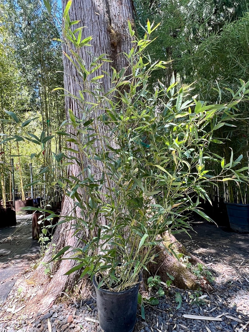 Phyllostachys bissetii Running Bamboo image 6