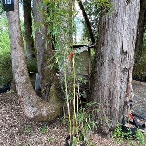 Phyllostachys aureosulcata 'Spectabilis' Running Bamboo 5 gal pot