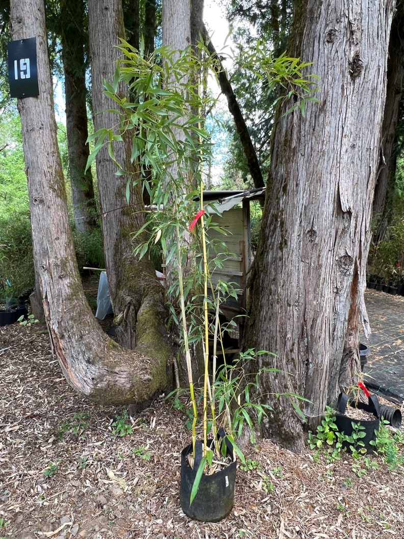 Phyllostachys aureosulcata 'Spectabilis' Running Bamboo 5 gal pot