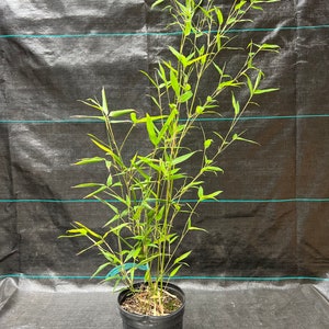 Phyllostachys bissetii Running Bamboo image 1