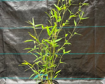 Phyllostachys bissetii Running Bamboo