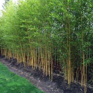 Phyllostachys aureosulcata 'Spectabilis' Running Bamboo image 3