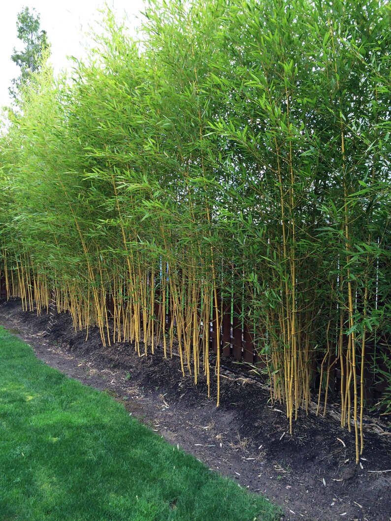 Phyllostachys aureosulcata 'Spectabilis' Running Bamboo image 3