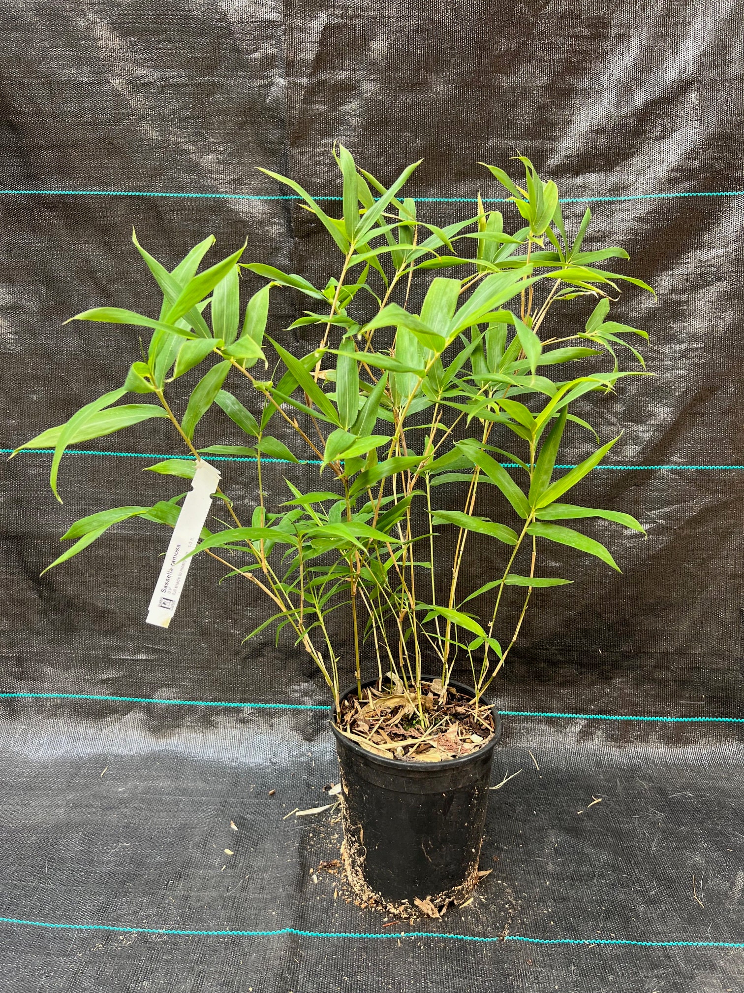 Sasaella Ramosa - Etsy