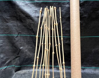 Chinese Walking Stick (Qiongzhuea tumidissinoda) are dried rare bamboo canes for any use...