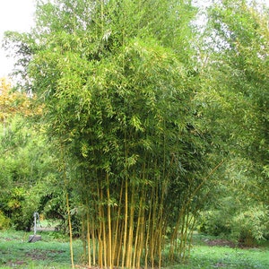 Phyllostachys aureosulcata 'Spectabilis' Running Bamboo image 4