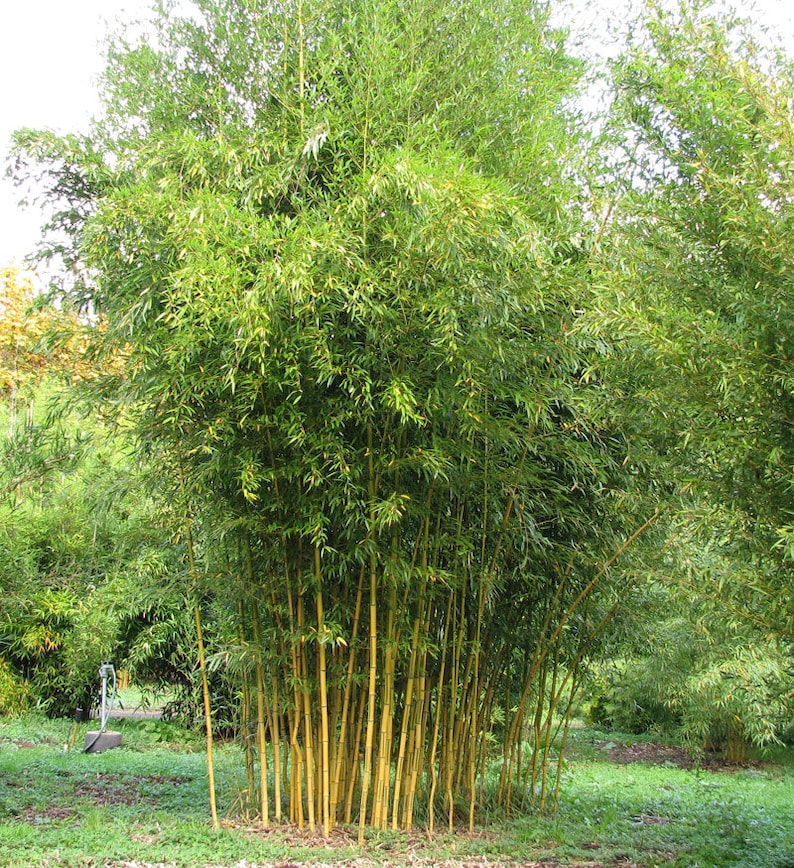 Phyllostachys aureosulcata 'Spectabilis' Running Bamboo image 4