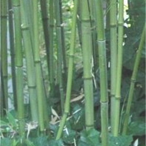 Phyllostachys bissetii Running Bamboo image 2