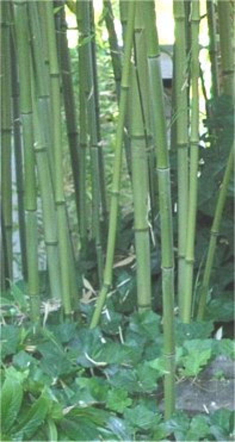 Phyllostachys bissetii Running Bamboo image 2