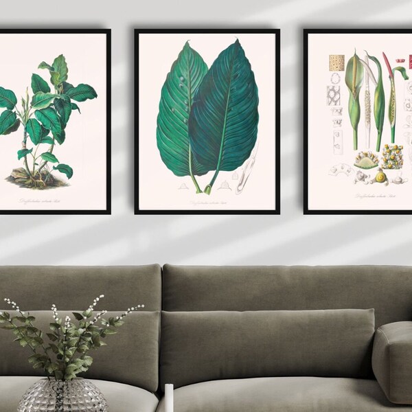 Botanical Gallery Wall Set of 3 Prints, Dieffenbachia Poster Set, Plant Wall Art Gift for Nature Lover, Aroid Botanical Wall Art