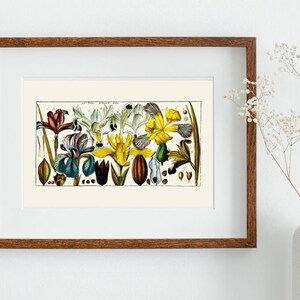 Cartel de iris de color vibrante, impresión de arte de pared floral, impresión de ilustración botánica vintage, cartel floral, impresión de arte de flores, regalo de arte botánico