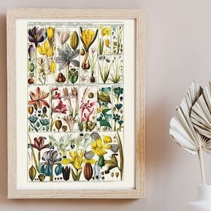 Açafrão, gladíolo, gráfico botânico de íris, impressão botânica, pôster botânico, arte floral de parede, decoração floral gráfica para casa