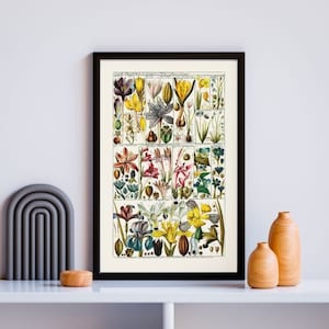 Botanischer Blumendruck, druckbares botanisches Poster, florale Wandkunst, buntes florales Wohndekor, Iris Gladiolen Krokus botanischer Chart Print