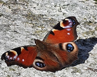 Peacock Butterfly