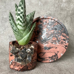 May include: A small succulent plant with green and white striped leaves in a pink and black marbled concrete pot. The pot is sitting on a matching pink and black marbled concrete saucer.