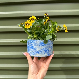 Può includere: Una piccola pianta in vaso con fiori gialli in un vaso di ceramica marmorea blu e bianca. Il vaso è tenuto da una mano.